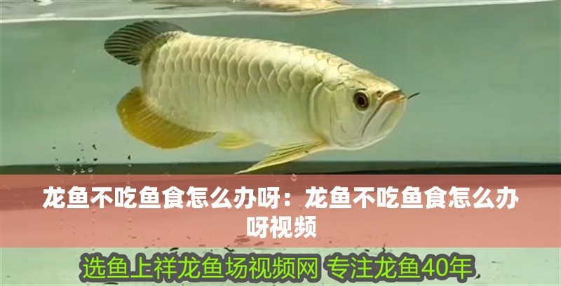 龍魚不吃魚食怎么辦呀：龍魚不吃魚食怎么辦呀視頻