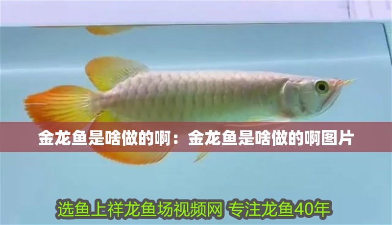 金龍魚是啥做的啊：金龍魚是啥做的啊圖片 金龍魚是啥做的啊：金龍魚是啥做的啊圖片 水族問答