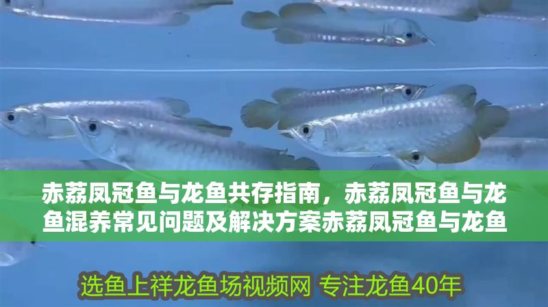 赤荔鳳冠魚與龍魚共存指南，赤荔鳳冠魚與龍魚混養常見問題及解決方案赤荔鳳冠魚與龍魚混養