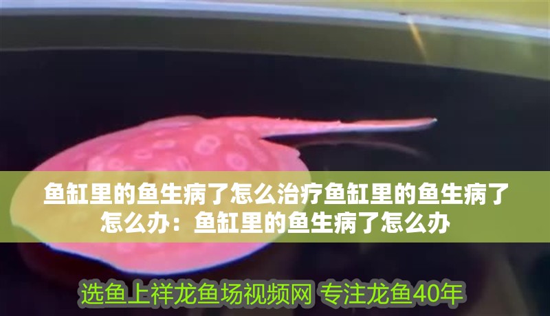 魚缸里的魚生病了怎么治療魚缸里的魚生病了怎么辦：魚缸里的魚生病了怎么辦