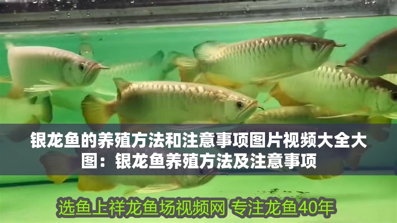銀龍魚的養殖方法和注意事項圖片視頻大全大圖：銀龍魚養殖方法及注意事項 銀龍魚的養殖方法和注意事項圖片視頻大全大圖：銀龍魚養殖方法及注意事項 水族問答