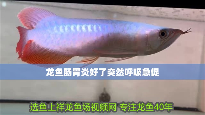 龍魚腸胃炎好了突然呼吸急促 龍魚腸胃炎好了突然呼吸急促 龍魚百科 第2張
