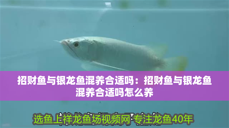 招財魚與銀龍魚混養合適嗎：招財魚與銀龍魚混養合適嗎怎么養 招財魚與銀龍魚混養合適嗎：招財魚與銀龍魚混養合適嗎怎么養 水族問答