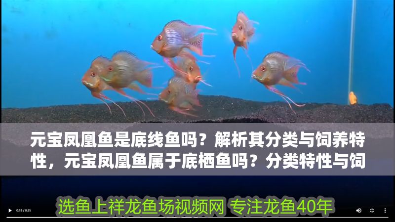 元寶鳳凰魚是底線魚嗎？解析其分類與飼養特性，元寶鳳凰魚屬于底棲魚嗎？分類特性與飼養要點解析