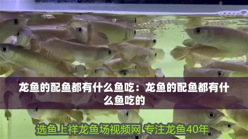 龍魚的配魚都有什么魚吃：龍魚的配魚都有什么魚吃的