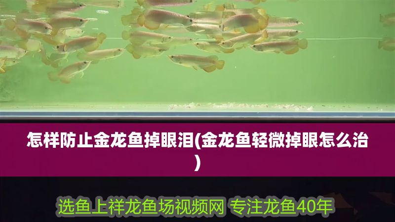 怎樣防止金龍魚掉眼淚(金龍魚輕微掉眼怎么治)