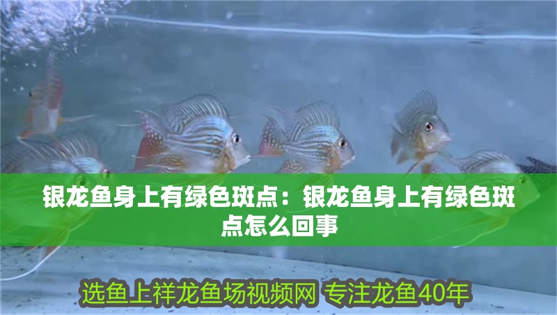 銀龍魚身上有綠色斑點：銀龍魚身上有綠色斑點怎么回事 銀龍魚身上有綠色斑點：銀龍魚身上有綠色斑點怎么回事 水族問答