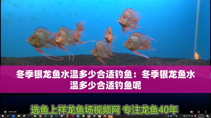 冬季銀龍魚水溫多少合適釣魚：冬季銀龍魚水溫多少合適釣魚呢 冬季銀龍魚水溫多少合適釣魚：冬季銀龍魚水溫多少合適釣魚呢 水族問答