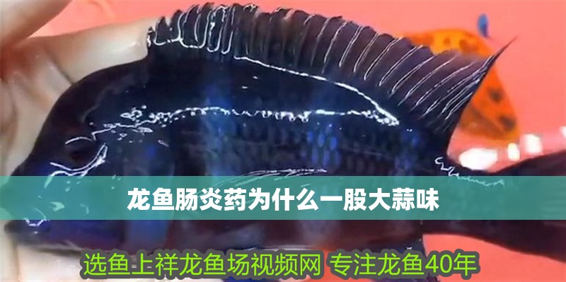 龍魚腸炎藥為什么一股大蒜味