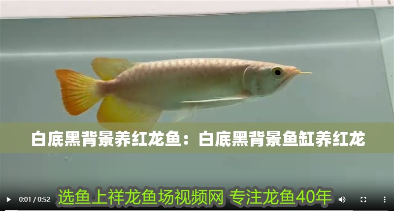 白底黑背景養(yǎng)紅龍魚：白底黑背景魚缸養(yǎng)紅龍
