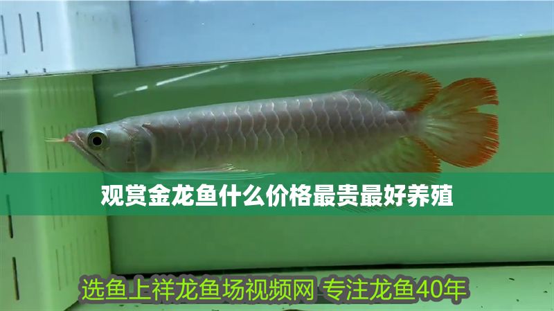 觀賞金龍魚什么價格最貴最好養殖