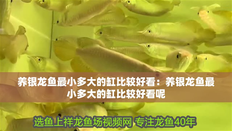 養銀龍魚最小多大的缸比較好看：養銀龍魚最小多大的缸比較好看呢