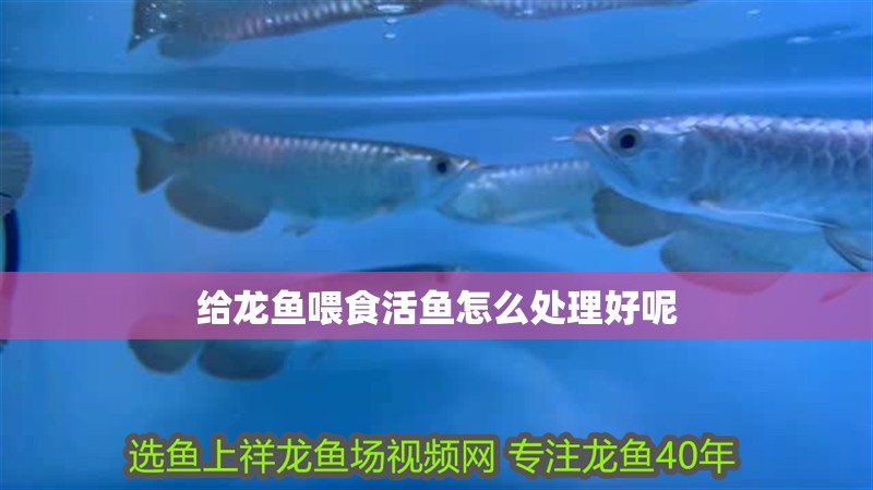 給龍魚喂食活魚怎么處理好呢