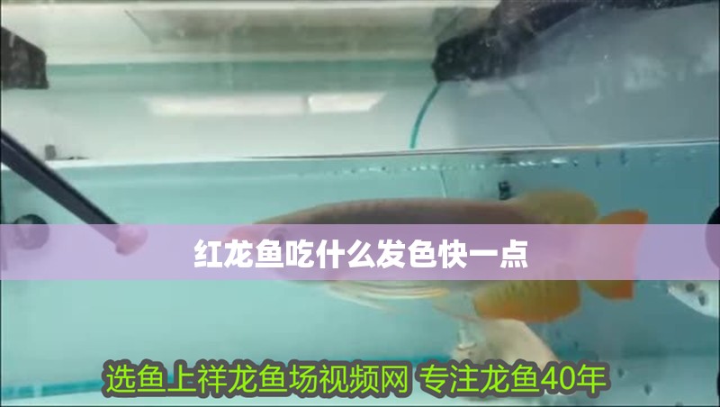 紅龍魚吃什么發(fā)色快一點(diǎn)
