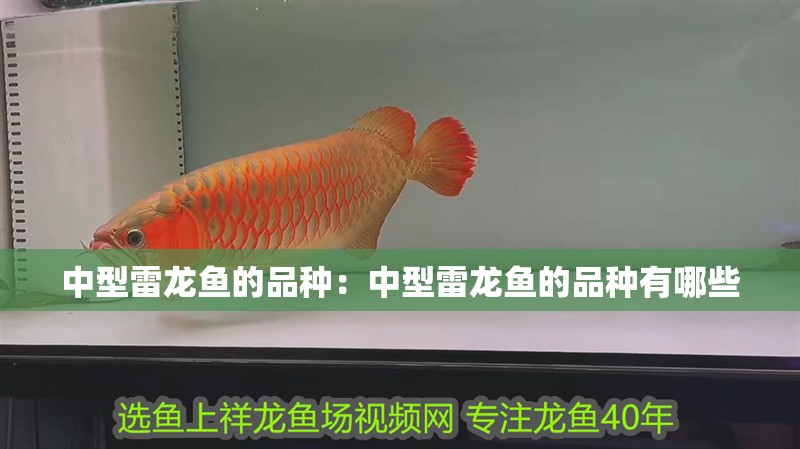 中型雷龍魚的品種：中型雷龍魚的品種有哪些