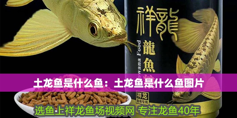 土龍魚是什么魚：土龍魚是什么魚圖片