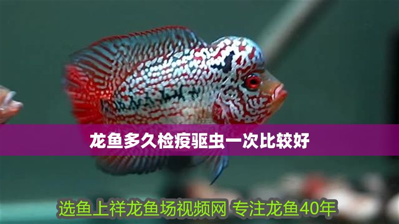 龍魚多久檢疫驅蟲一次比較好
