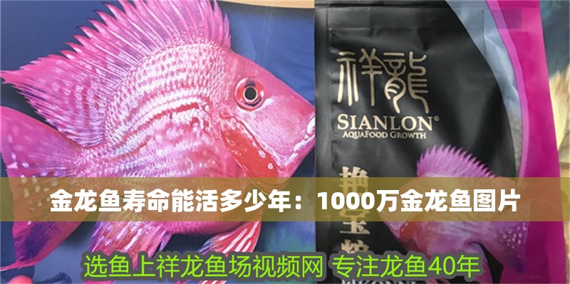 金龍魚壽命能活多少年：1000萬(wàn)金龍魚圖片