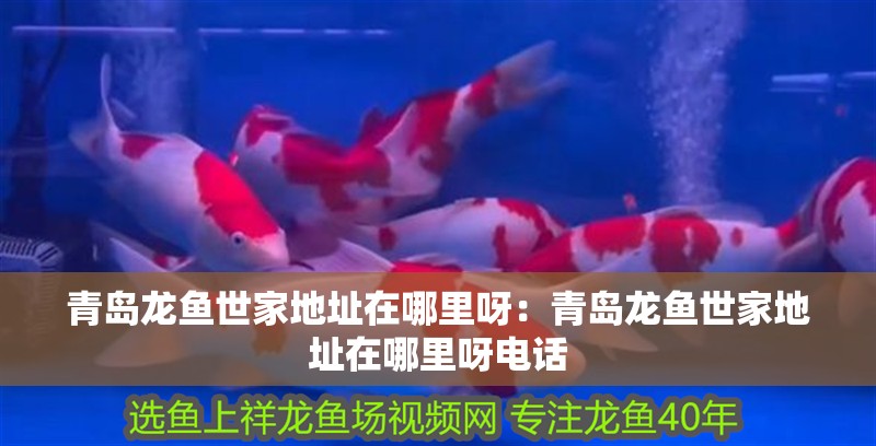 青島龍魚世家地址在哪里呀：青島龍魚世家地址在哪里呀電話