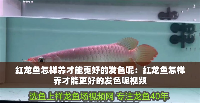 紅龍魚怎樣養(yǎng)才能更好的發(fā)色呢：紅龍魚怎樣養(yǎng)才能更好的發(fā)色呢視頻