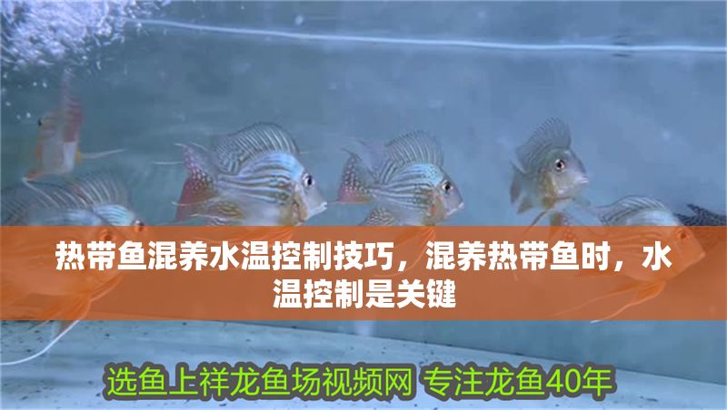熱帶魚混養水溫控制技巧，混養熱帶魚時，水溫控制是關鍵