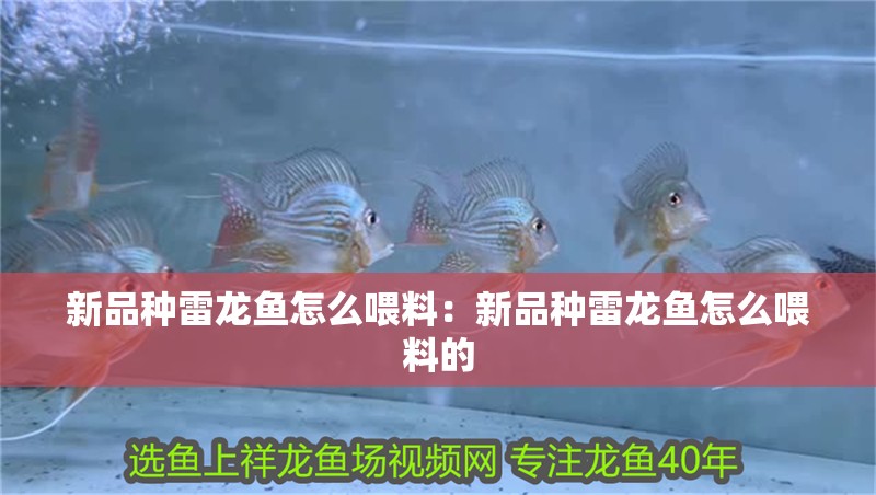 新品種雷龍魚怎么喂料:新品種雷龍魚怎么喂料的 水族問答 新品種雷龍魚怎么喂料:新品種雷龍魚怎么喂料的 新品種雷龍魚怎么喂料:新品種雷龍魚怎么喂料的 水族問答