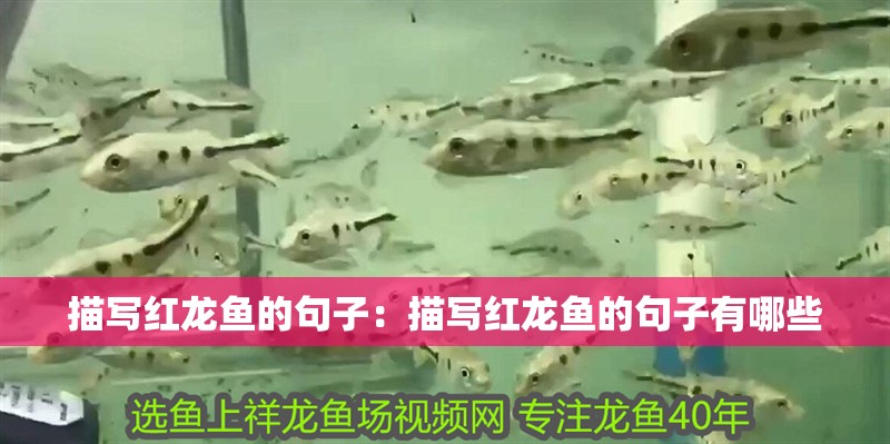 描寫紅龍魚的句子：描寫紅龍魚的句子有哪些 描寫紅龍魚的句子：描寫紅龍魚的句子有哪些 水族問答