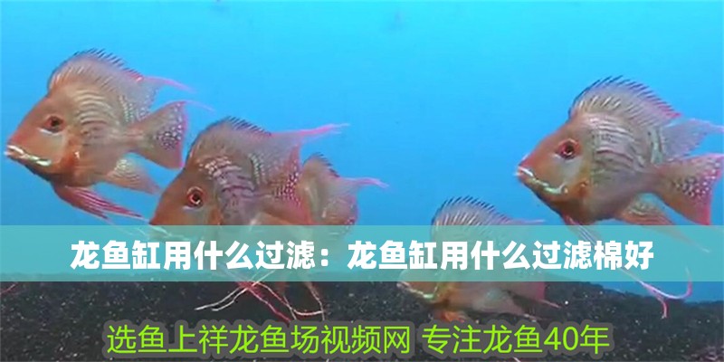 龍魚缸用什么過濾：龍魚缸用什么過濾棉好