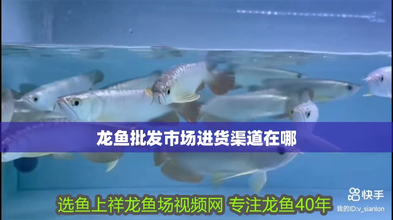 龍魚批發市場進貨渠道在哪 龍魚批發市場進貨渠道在哪 龍魚百科 第2張
