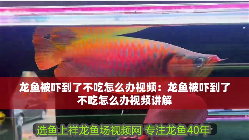 龍魚被嚇到了不吃怎么辦視頻：龍魚被嚇到了不吃怎么辦視頻講解 龍魚被嚇到了不吃怎么辦視頻：龍魚被嚇到了不吃怎么辦視頻講解 水族問答