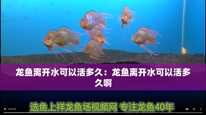 虎魚和金魚混養(yǎng)好不好：根據(jù)搜索結(jié)果，虎魚和金魚混養(yǎng)是否合適
