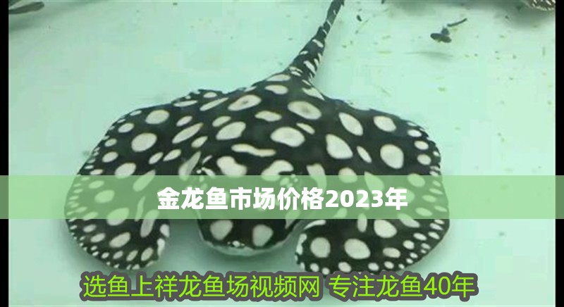 金龍魚市場(chǎng)價(jià)格2023年