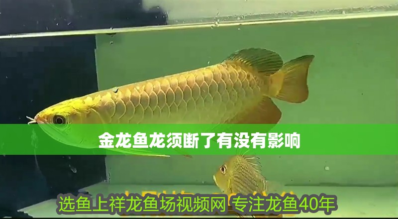 金龍魚龍須斷了有沒有影響 金龍魚龍須斷了有沒有影響 龍魚百科 第2張