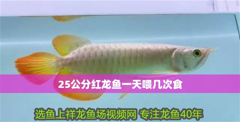 25公分紅龍魚一天喂幾次食