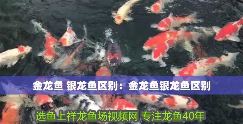 金龍魚(yú) 銀龍魚(yú)區(qū)別：金龍魚(yú)銀龍魚(yú)區(qū)別
