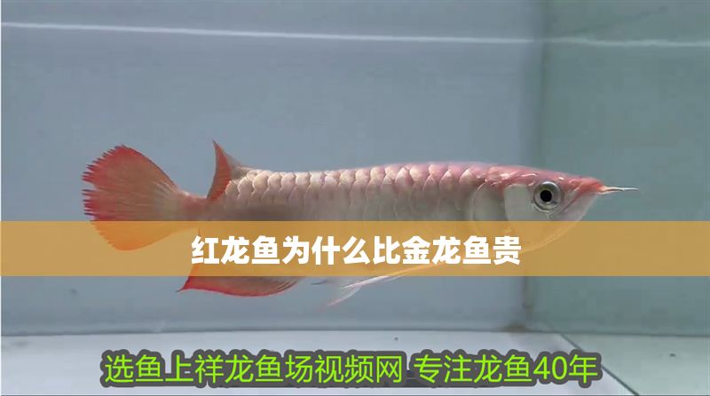 紅龍魚(yú)為什么比金龍魚(yú)貴 龍魚(yú)百科 第1張 紅龍魚(yú)為什么比金龍魚(yú)貴 紅龍魚(yú)為什么比金龍魚(yú)貴 龍魚(yú)百科 第1張
