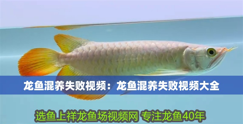 龍魚混養(yǎng)失敗視頻:龍魚混養(yǎng)失敗視頻大全 水族問答 龍魚混養(yǎng)失敗視頻:龍魚混養(yǎng)失敗視頻大全 龍魚混養(yǎng)失敗視頻:龍魚混養(yǎng)失敗視頻大全 水族問答