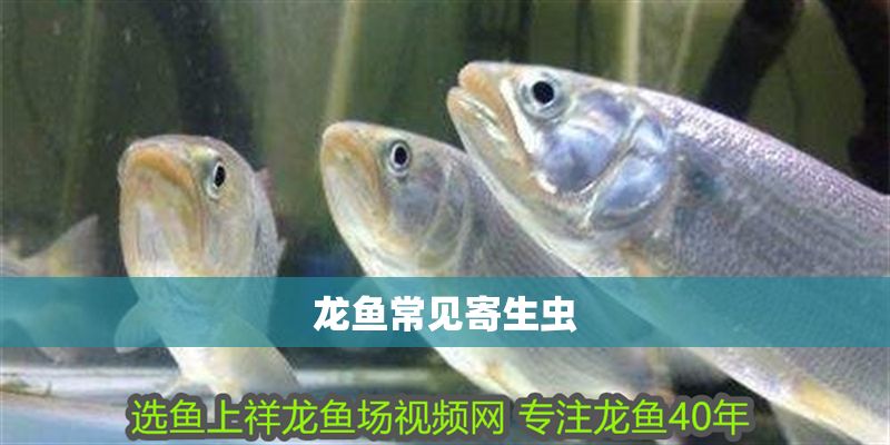 龍魚常見寄生蟲