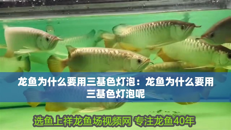 龍魚(yú)為什么要用三基色燈泡：龍魚(yú)為什么要用三基色燈泡呢