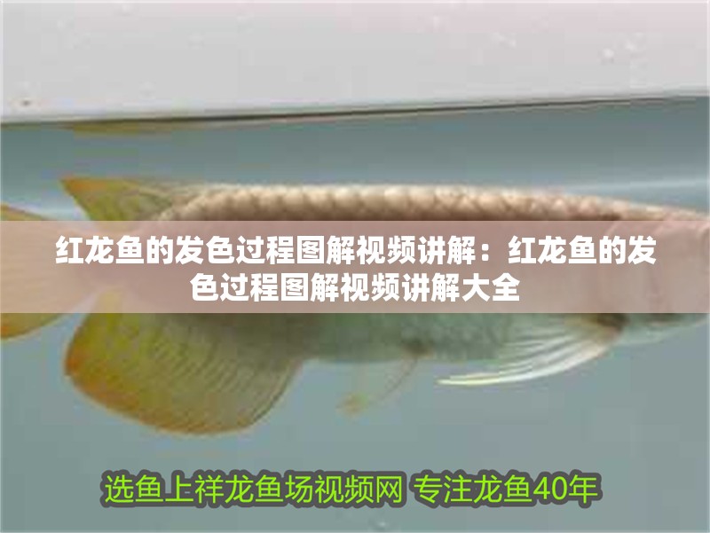紅龍魚的發(fā)色過程圖解視頻講解：紅龍魚的發(fā)色過程圖解視頻講解大全