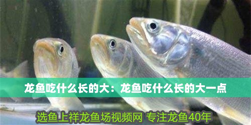 龍魚吃什么長的大：龍魚吃什么長的大一點
