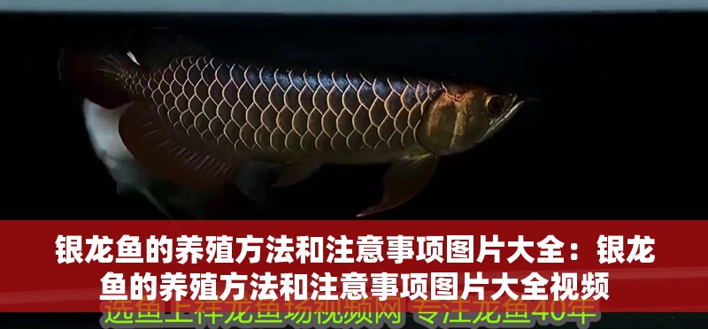 銀龍魚的養(yǎng)殖方法和注意事項(xiàng)圖片大全：銀龍魚的養(yǎng)殖方法和注意事項(xiàng)圖片大全視頻