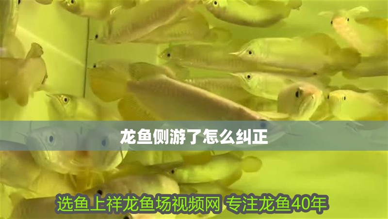 龍魚側游了怎么糾正 龍魚側游了怎么糾正 龍魚百科 第2張