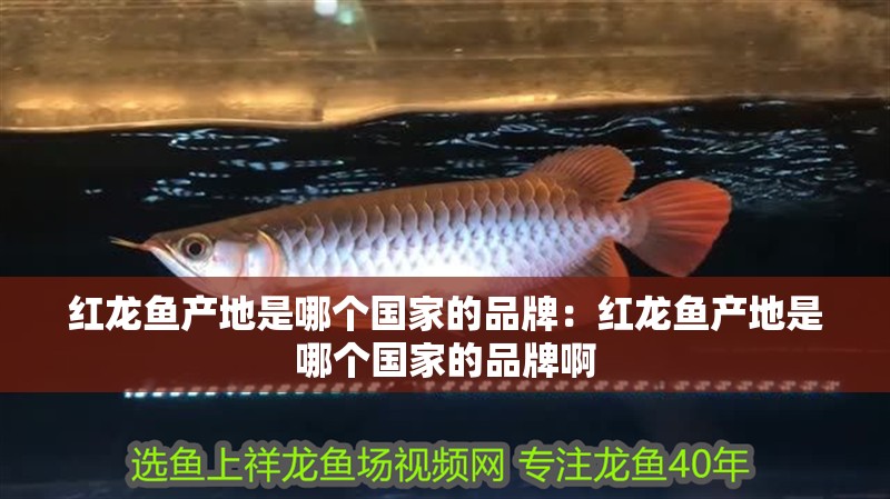紅龍魚產地是哪個國家的品牌：紅龍魚產地是哪個國家的品牌啊