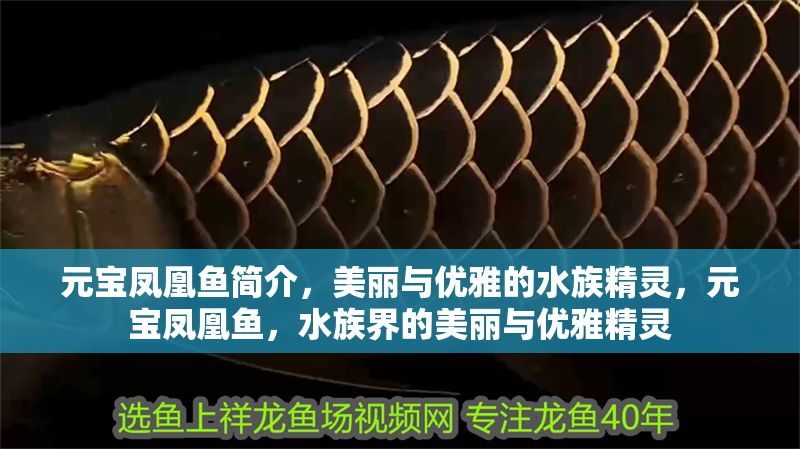 元寶鳳凰魚簡介，美麗與優雅的水族精靈，元寶鳳凰魚，水族界的美麗與優雅精靈