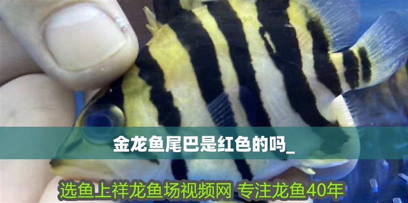 金龍魚(yú)尾巴是紅色的嗎_
