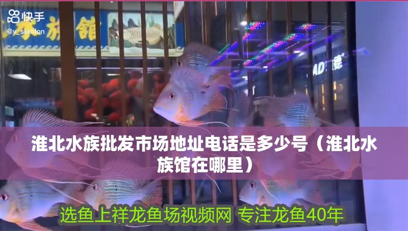 淮北水族批發市場地址電話是多少號（淮北水族館在哪里）