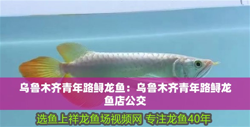 烏魯木齊青年路鱘龍魚：烏魯木齊青年路鱘龍魚店公交