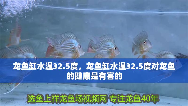 龍魚缸水溫32.5度，龍魚缸水溫32.5度對龍魚的健康是有害的