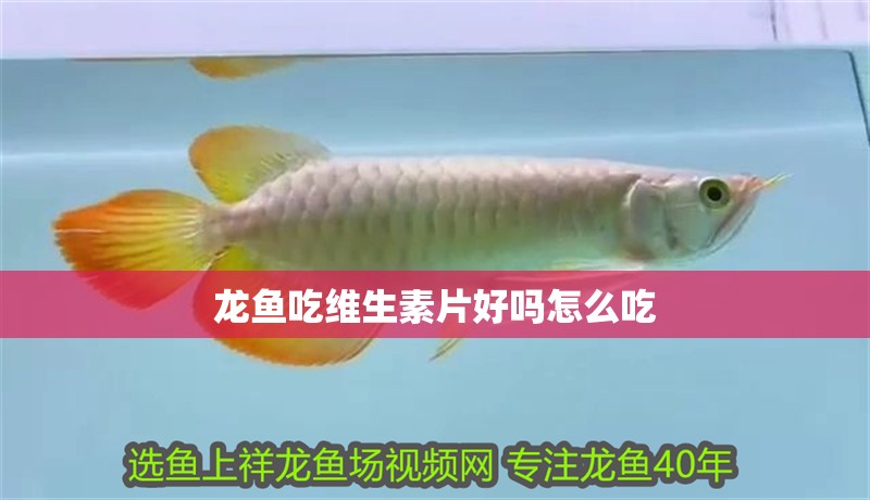 龍魚吃維生素片好嗎怎么吃